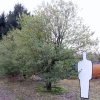 Osmanthus heterophyllus