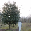 Photinia buergeriana