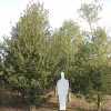 Ilex aquifolium 'Pyramidalis'