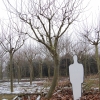 Platanus hispanica