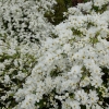 Exochorda  'The Bride'