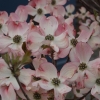 Cornus florida 'Rubra'