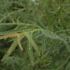Salix triandra
