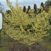 Hamamelis intermedia 'Arnold Promise'