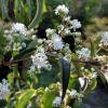 Heptacodium jasminioides