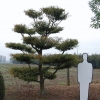 Fagus sylvatica 'Asplenifolia'