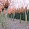 Salix alba 'Chermesina'
