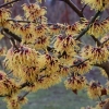Hamamelis intermedia 'Orange Beauty'