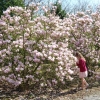 Magnolia 'Georges Henry Kern'