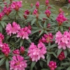 Rhododendron 'Graziella'