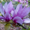 Magnolia 'Betty'