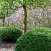 Ligustrum  vulgare 'Lodense'