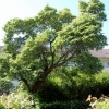 Crataegus persimilis 'Splendens'