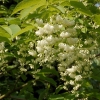 Pterostyrax hispida