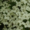 Cornus kousa 'China Girl'