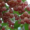 Enkianthus campanullatus
