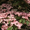 Cornus kousa 'Satomi'