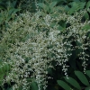 Sorbaria kirilowii