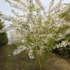 Prunus yedoensis