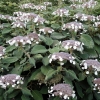 Hydrangea aspera subsp sargentiana
