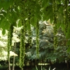 Pterocarya stenoptera 'Fern Leaf'