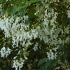 Cladrastis kentukea