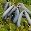 Decaisnea fargesii