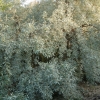 Eleagnus 'Quicksilver'