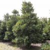 Ilex altaclerensis 'Camellifolia'