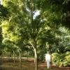 Gleditsia triacanthus 'Elegantissima'
