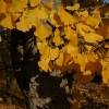 Ginkgo biloba