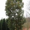 Quercus turneri 'Pseudoturneri'