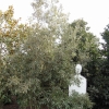 Quercus ilex