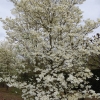 Cornus florida 'White Cloud'