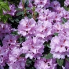 Rhododendron hybriden 'Lavender Princess'