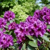 Rhododendron hybriden 'Purple Splendour'