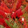 Rhus glabra