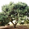 Pinus mugo subsp. mugo