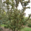 Photinia villora var. laevis