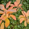 Cotinus obovatus