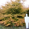 Parrotia persica meerstammige solitair