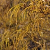 Frangula alnus 'Aspleniifolia'