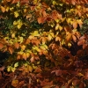Fagus grandiflora