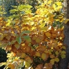 Qercus dentata 'K.F. Miller'