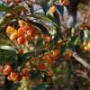 Euonymus myrianthus