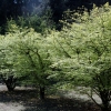 Euonymus alatus