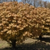 Acer platanoïdes 'Globosum'