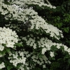 Cornus kousa 'Wieting's Select'