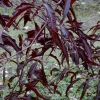 Fagus sylvatica 'Mercedes'