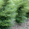 Fagus sylvatica 'Mercedes'